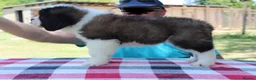 Saint Bernard dogs for sale: dcjkhsdk purebred Saint Bernard puppies for you in Cheltenham - Advert 2