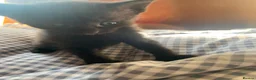 Mixed Breed cats for sale: 5 Stunning Kittens - Advert 6