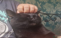 European cats for adoption: Handsome boy looking for a perfect forever home - Image 3