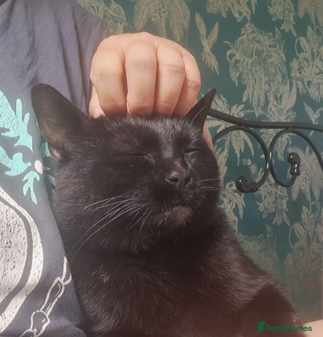 European cats for adoption: Handsome boy looking for a perfect forever home - Image 3