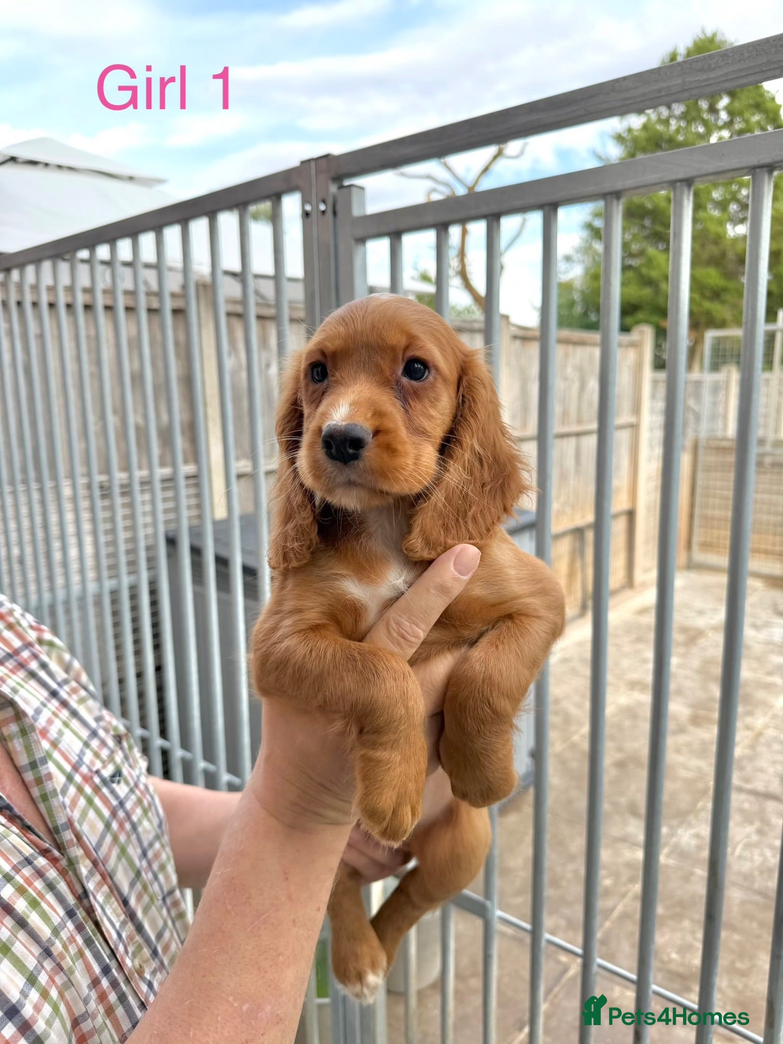 Cocker Spaniel dogs Cocker spaniel puppies ready now - Advert 2