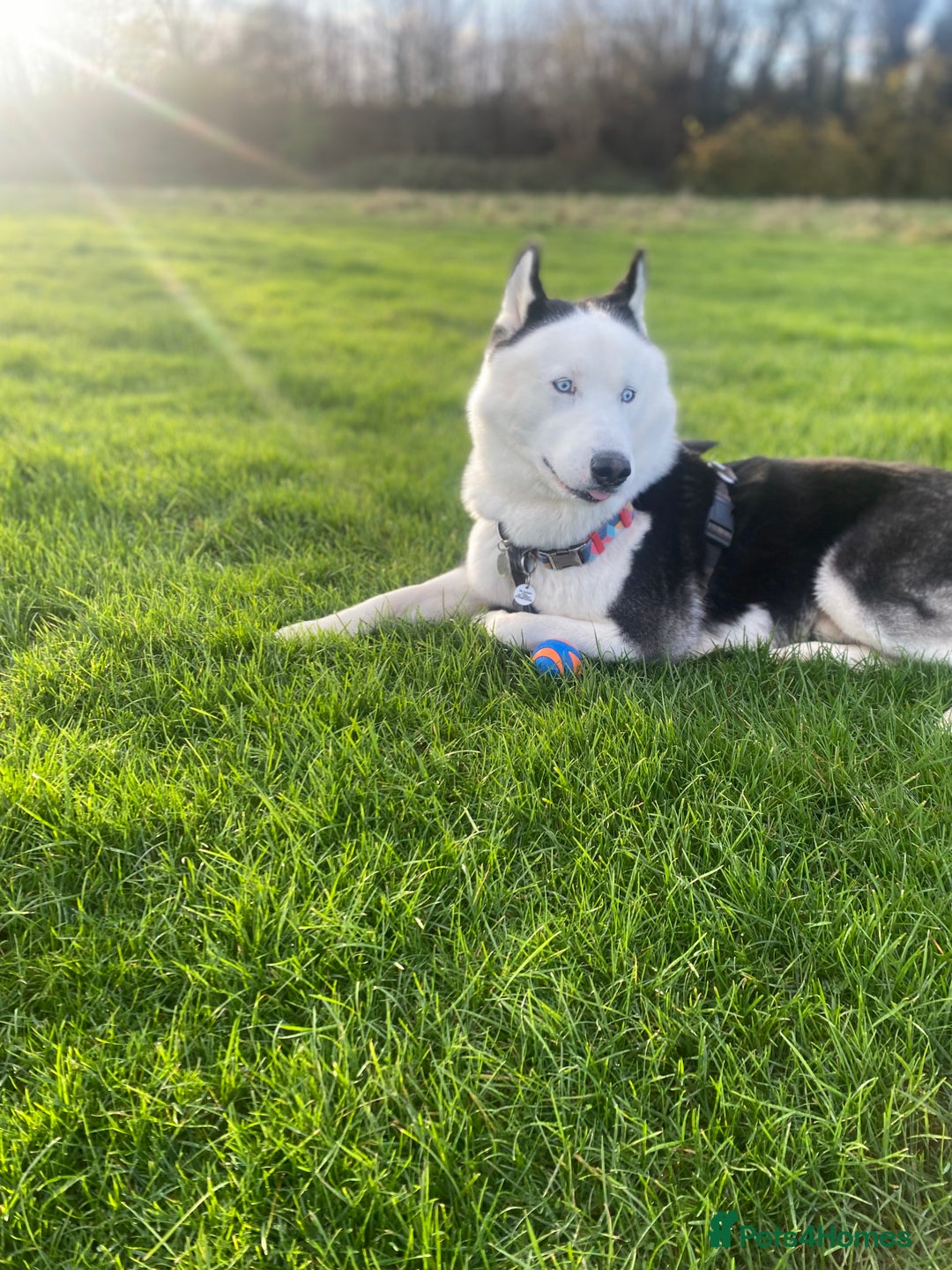 Siberian Husky dogs for stud: Stunning Blue eye Sibrian Husky for Stud  in Liverpool - Image 15