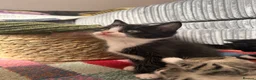 Mixed Breed cats for sale: Mixed Breed Kittens for sale - Advert 27