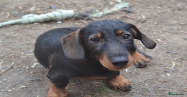 Miniature Dachshund dogs in Stowmarket - Advert 5