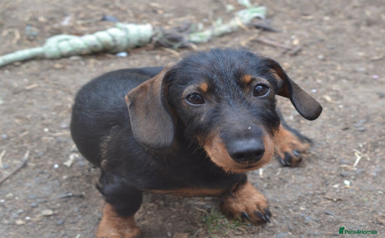 Miniature Dachshund dogs in Stowmarket - Advert 3