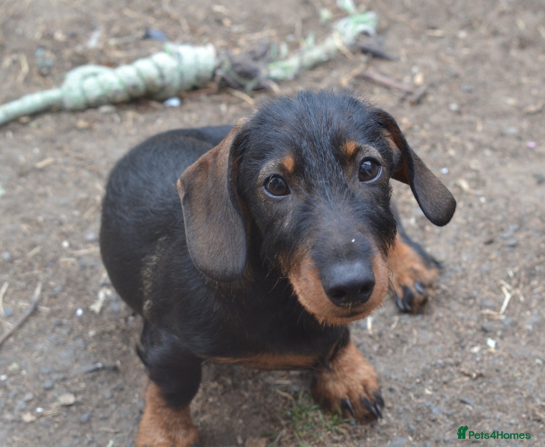 Miniature Dachshund dogs for sale: Miniature Wirehaired Dachshund Boy and Girl in Stowmarket - Image 7