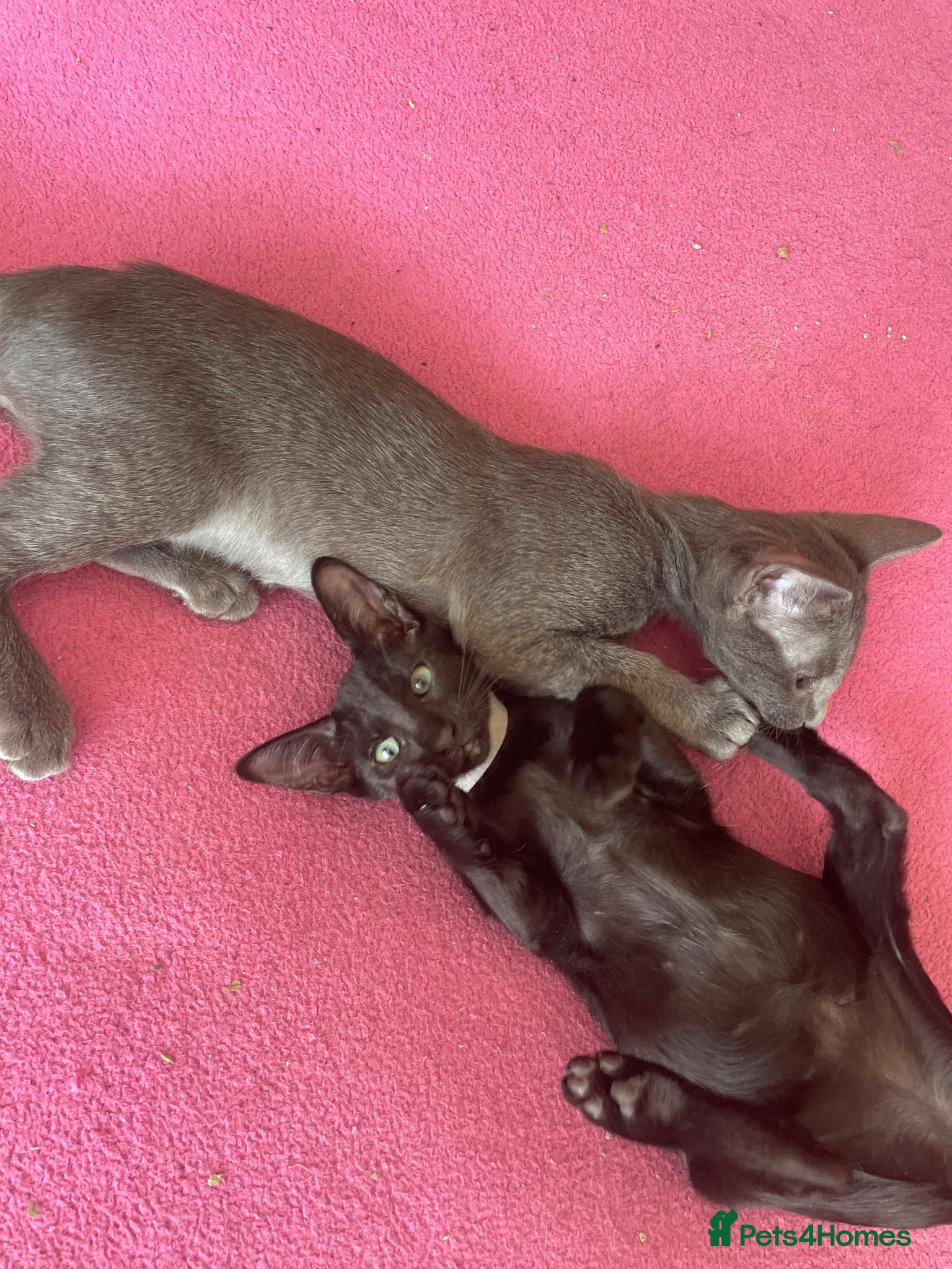 Oriental cats 3 stunning oriental kittens now available  - Advert 2