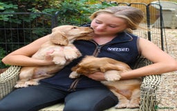 Cocker Spaniel dogs for sale: KC registered Cocker Spaniel puppies - Image 5