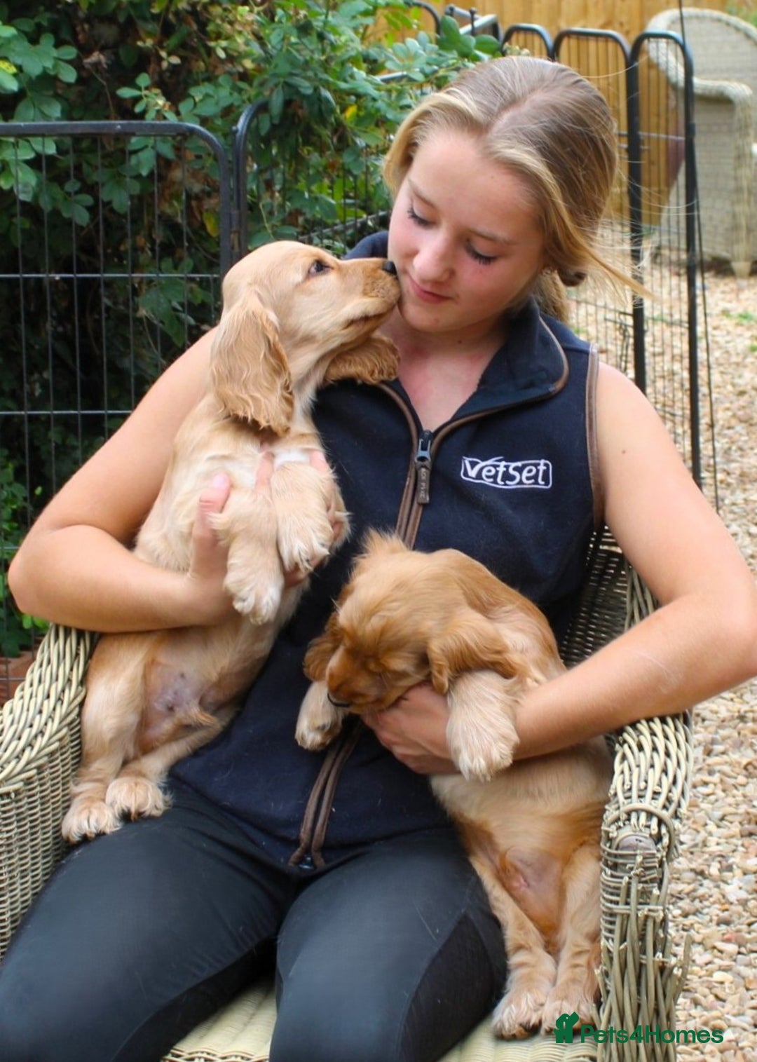 Cocker Spaniel dogs for sale: KC registered Cocker Spaniel puppies - Image 5
