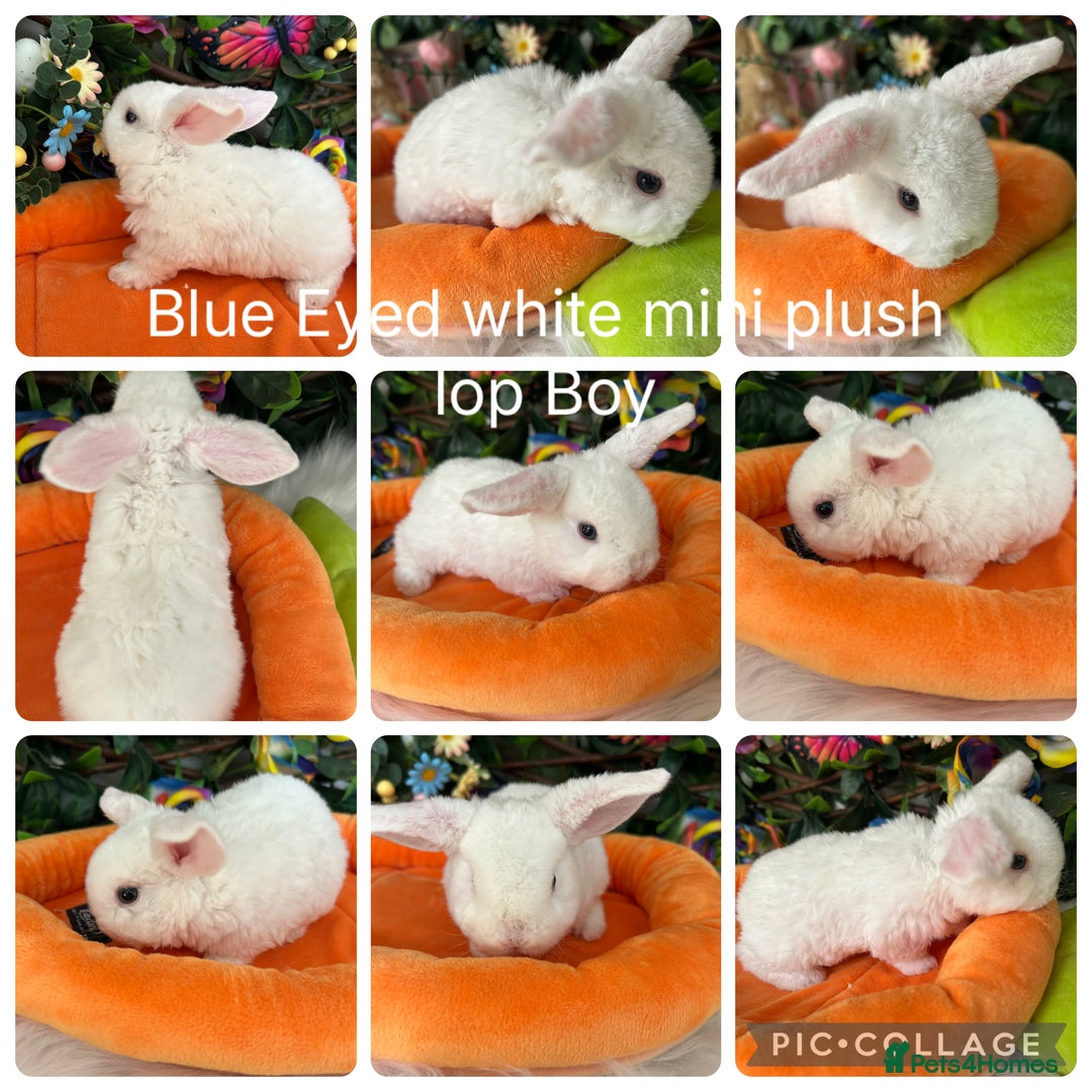 Mini Lop rabbits for sale: ⭐️Pure Breed Mini Plush Lops⭐️ - Image 5