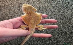 Bearded Dragon reptiles for sale: Variety of bearded dragon babies  - Image 16
