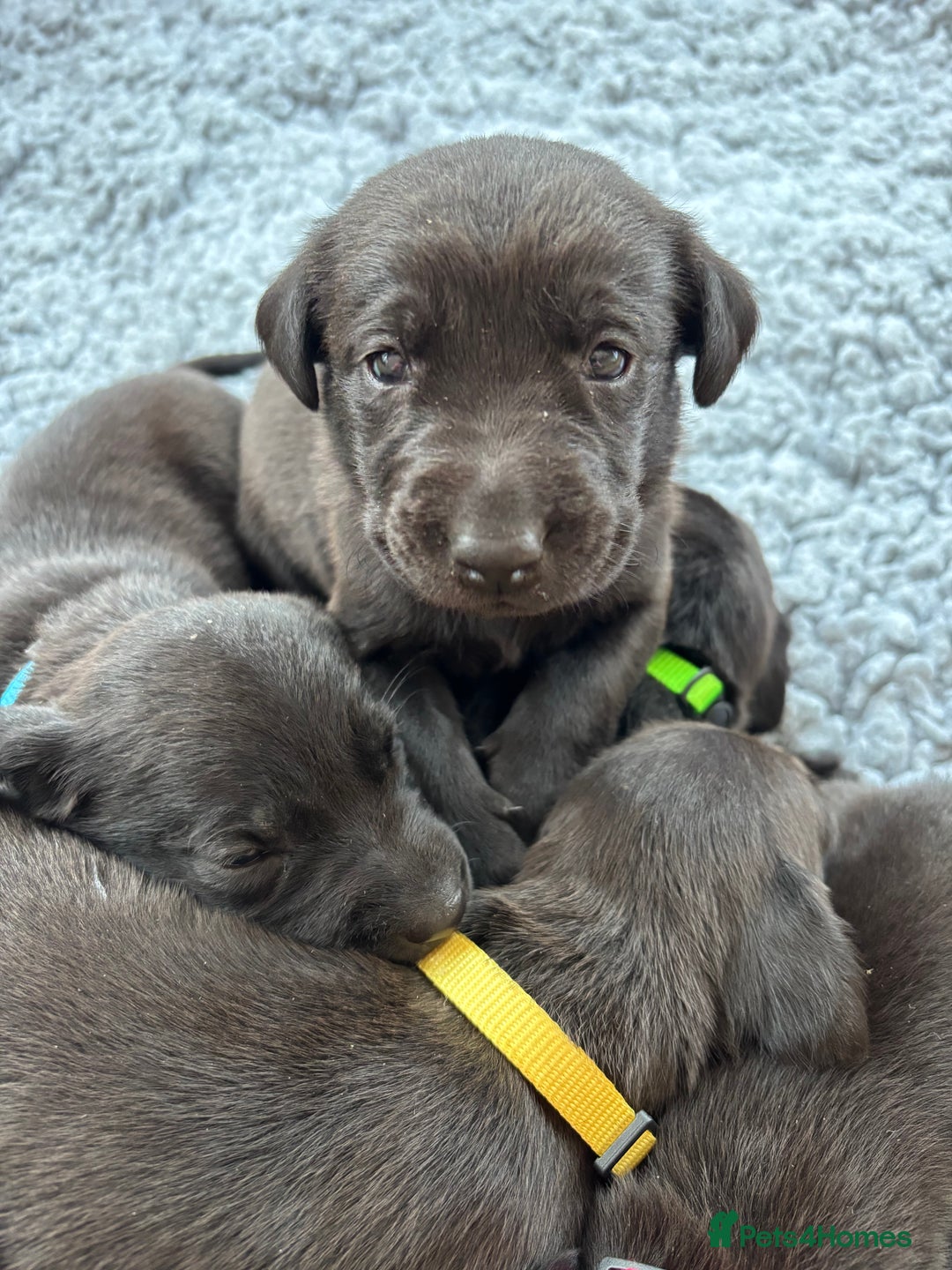 Labrador Retriever dogs for sale: 6 beautiful black lab pups for sale - Advert 1