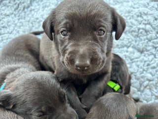 Labrador Retriever dogs 6 beautiful black lab pups for sale - Advert 3