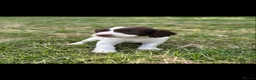 English Springer Spaniel dogs for sale: Springer Spaniel Puppies in Scunthorpe - Advert 4
