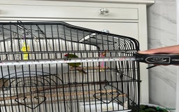 Parakeets birds for sale: 2 beautiful male and female kakarikis  - Image 9
