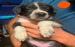 Border Collie dogs for sale: 7 border collie pups - Image 4