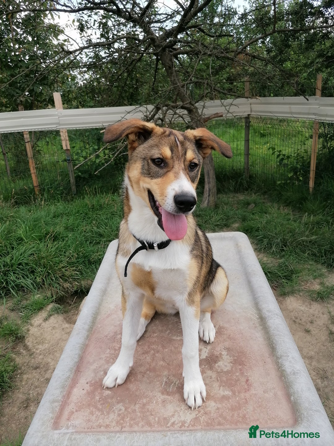 Mixed Breed dogs for adoption: 💖🐶 LISKA 🐶💖 - Image 14