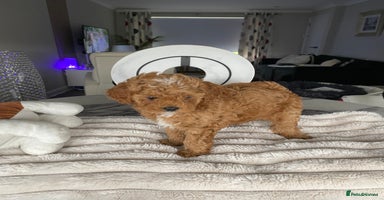 Shihpoo dogs in Glasgow - Advert 5
