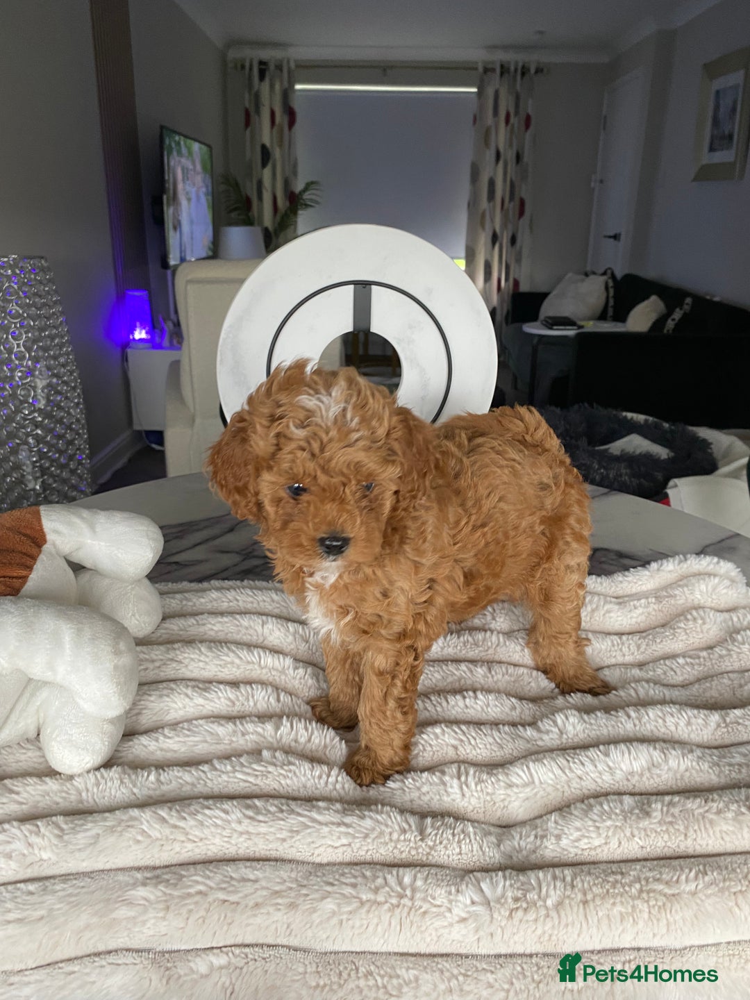 Shihpoo dogs for sale: F1B Toy Poodle 🔥 **READY TO GO** in Glasgow - Image 2