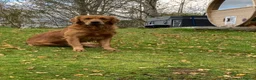 Golden Retriever dogs for sale: Outstanding Litter KC Reg Golden Retriever Puppies - Advert 4