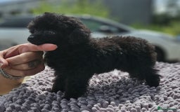 Toy Poodle dogs for sale: Toy poodle - Image 5