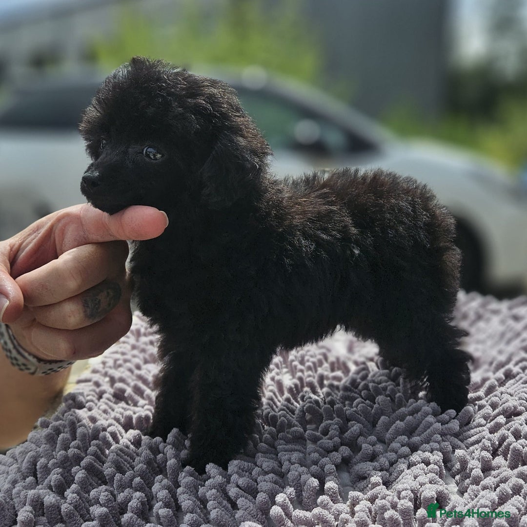 Toy Poodle dogs for sale: Toy poodle - Image 5