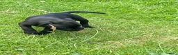 Staffordshire Bull Terrier dogs for sale: KC REGISTERED 3 BLACK BOYS 1 GIRL - Advert 14