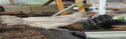 Chickens poultry for sale: Silkies, aracuna, crested rocks, and more - Advert 5