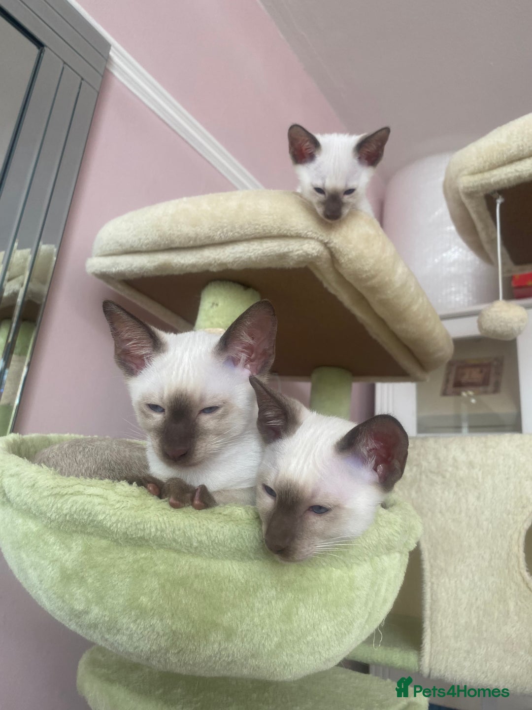Siamese cats for sale: 🤩🐱Beautiful Siamese kittens for sale🐱⚡️ - Image 17