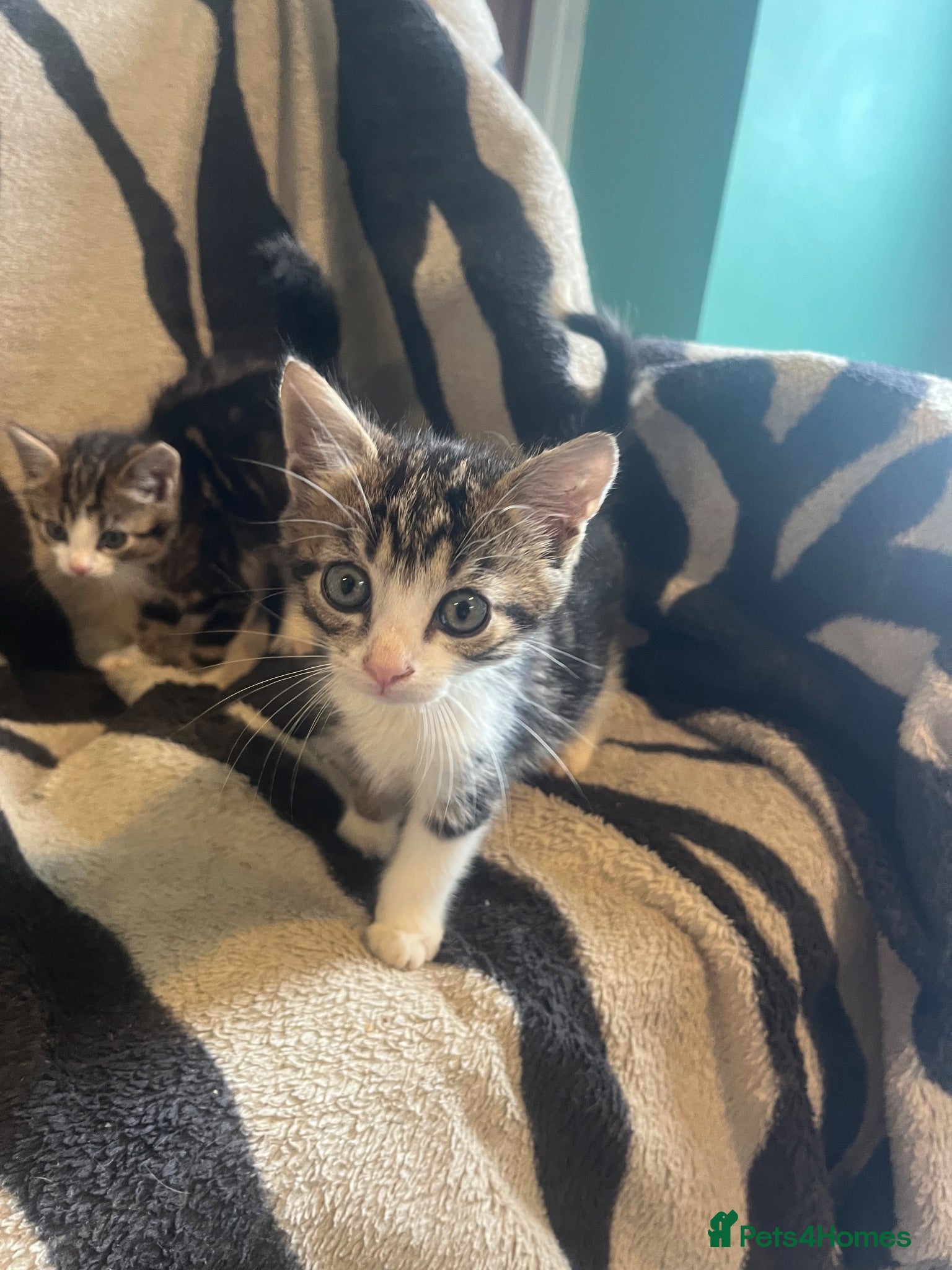Mixed Breed cats 5 Beautiful kittens available  - Advert 1
