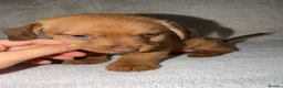Mixed Breed dogs for sale: Dameranian puppies for sale  - Advert 9