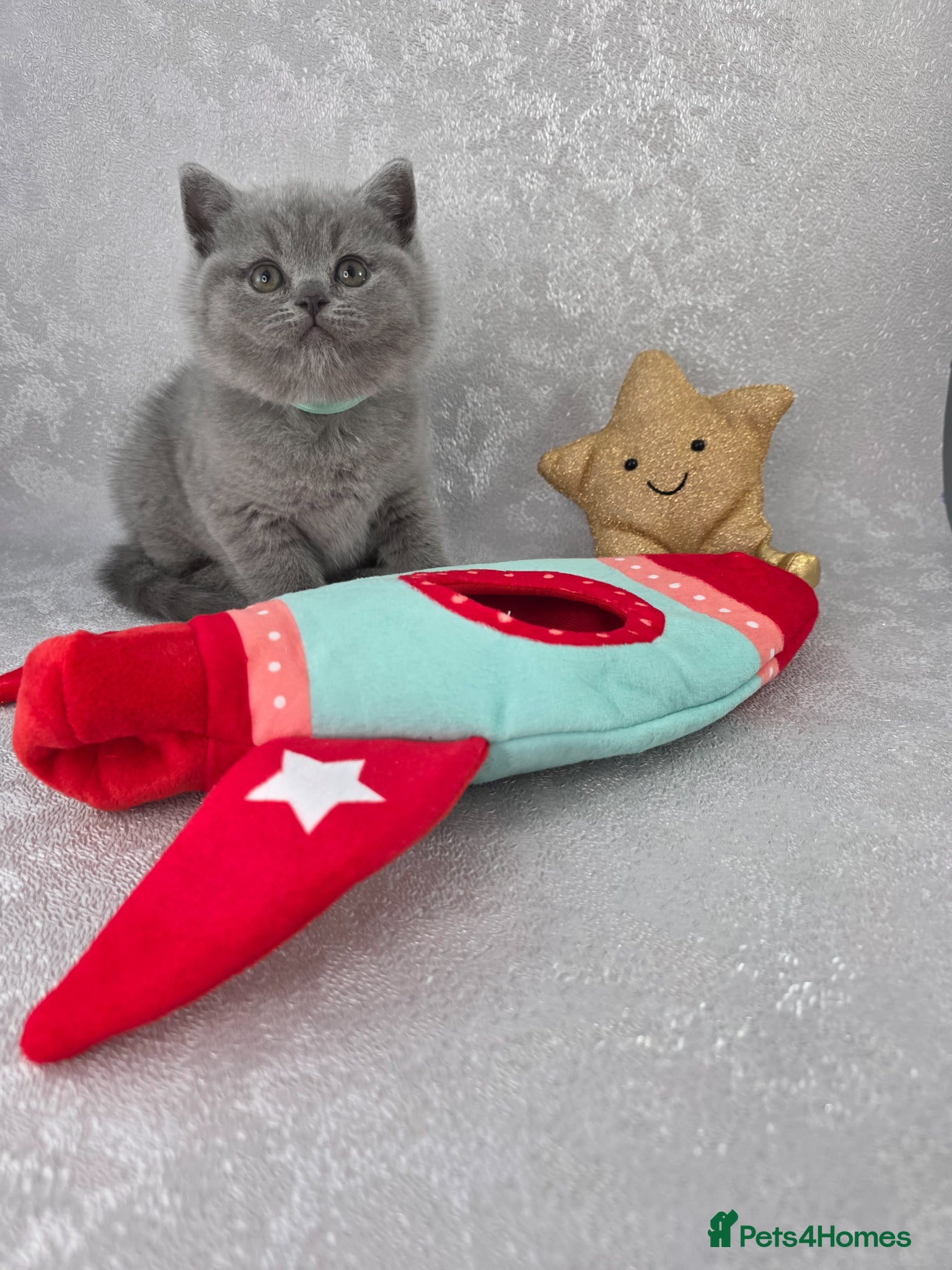 British Shorthair cats for sale: CHAMPION SIRED BSH KITTENS AVAILABLE TO RESERVE - Advert 8