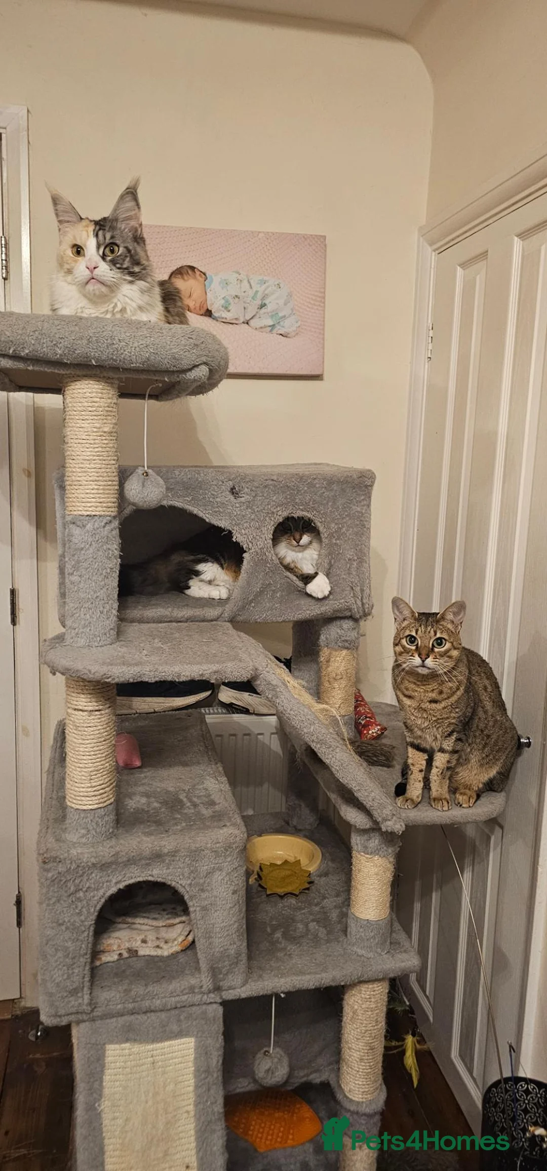 Savannah cats for sale: Stunning F4 Savannah Girl Seeking the Perfect Home - Advert 8