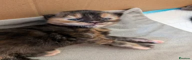 The Tortoiseshell