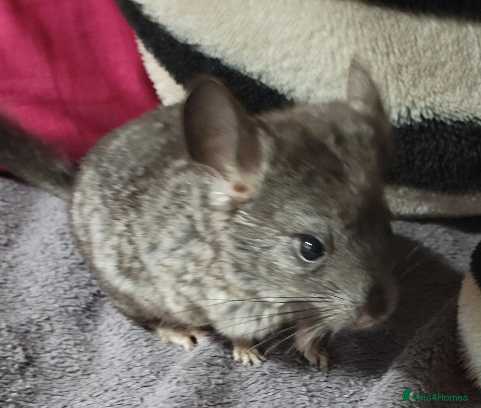 Chinchilla rodents Baby female chinchillas for sale  - Advert 3