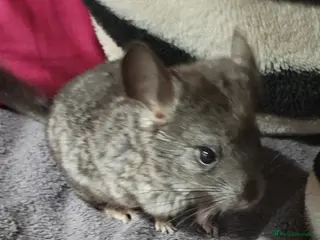 Chinchilla rodents Baby female chinchillas for sale - Advert 3