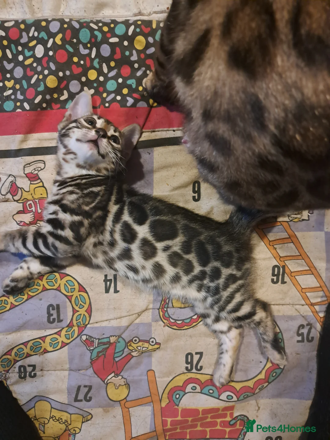 Bengal cats for sale: Stunning TICA Bengal Kitten - Advert 2