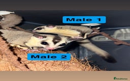 Sugar Glider rodents for sale: 7 sugar gliders for sale - Image 8