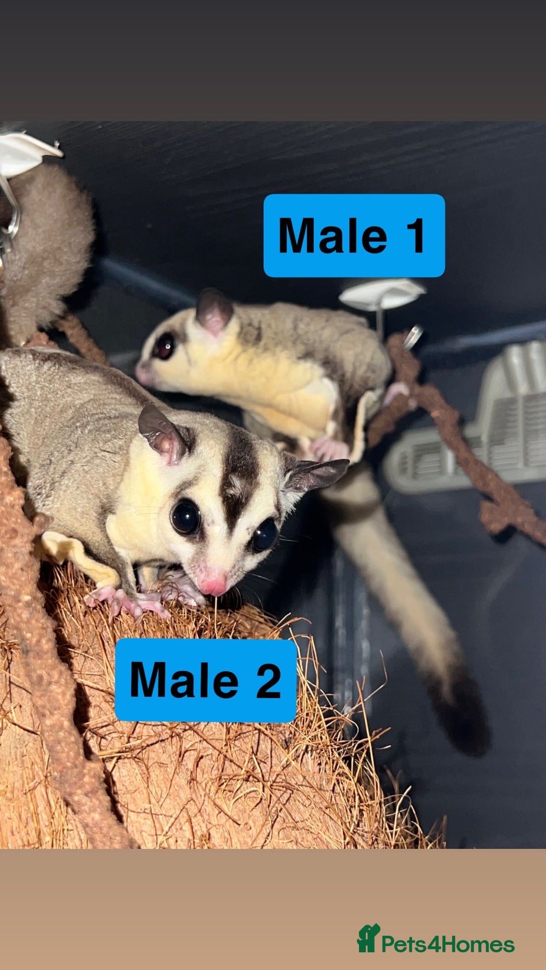 Sugar Glider rodents for sale: 7 sugar gliders for sale - Image 8