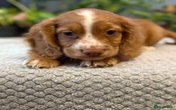 Cocker Spaniel dogs for sale: Four beautiful *working* cocker spaniel puppies - Advert 17