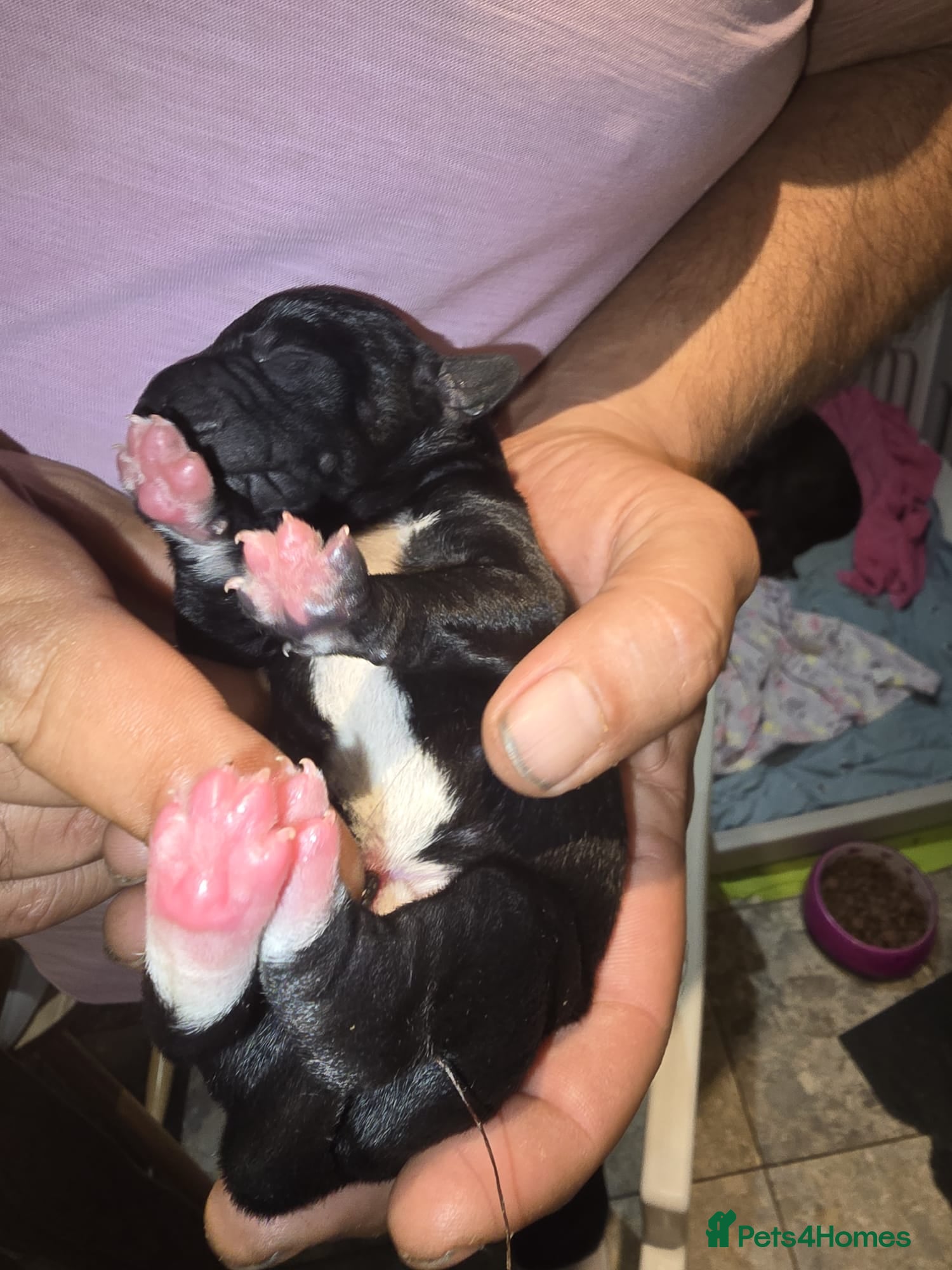 Mixed Breed dogs 6 shar poo puppys - Advert 17