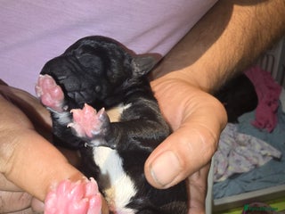 Mixed Breed dogs 6 shar poo puppys - Advert 6