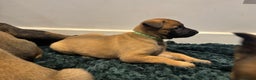Mixed Breed dogs for sale: Gorgeous GSD X Belgian Malinois Pups Available - Advert 18