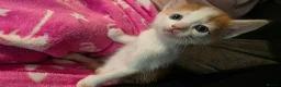 Mixed Breed cats for sale: 5 Beautiful kittens - Advert 12