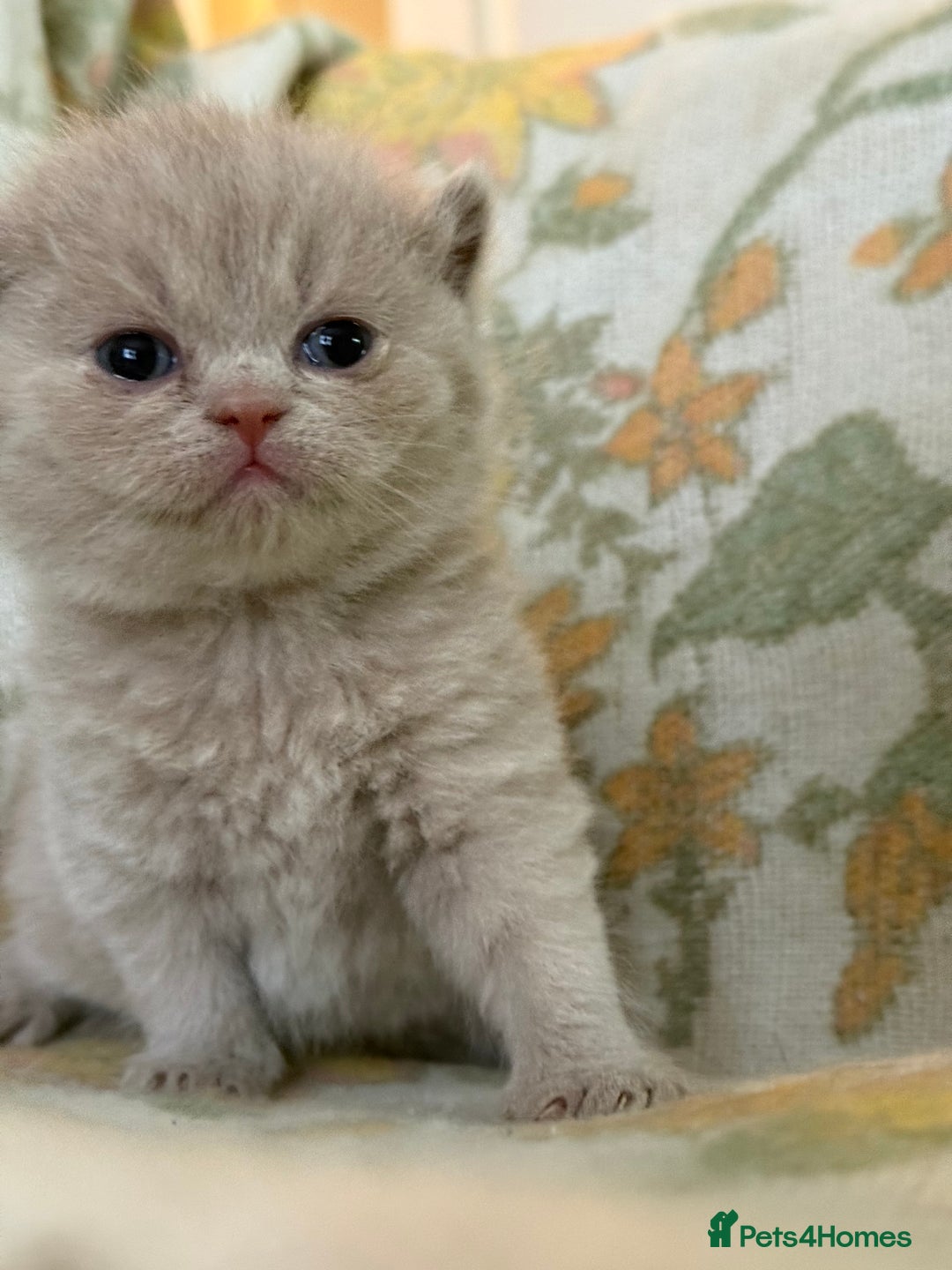 British Shorthair cats for sale: Beautiful GCCF and TICA reg British Shorthair  - Advert 6