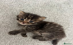 British Longhair cats for sale: British longhair X British Blue - Image 11