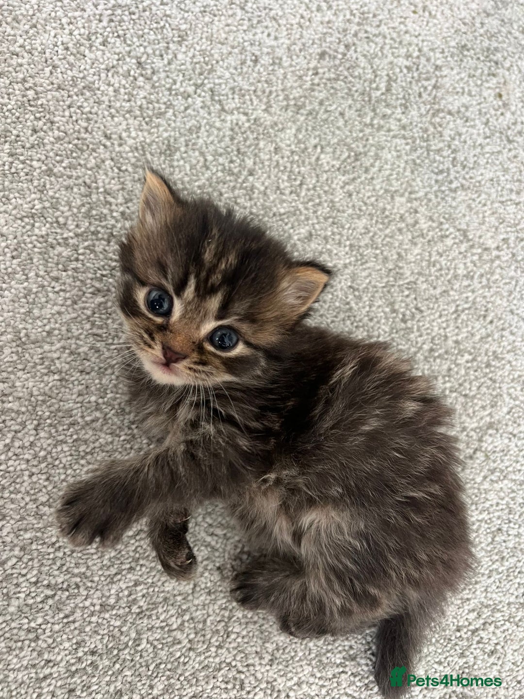 British Longhair cats for sale: British longhair X British Blue - Image 11