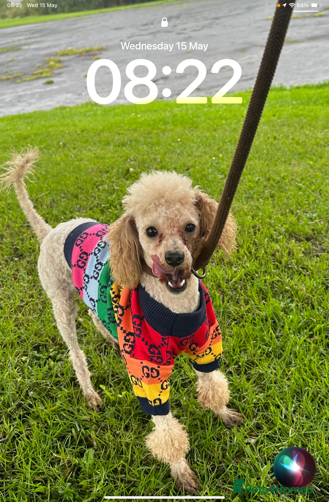 Cavapoo dogs for sale: Cavapoo / poodle puppies for sale  - Advert 1