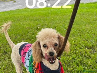 Cavapoo dogs Cavapoo / poodle puppies for sale - Advert 2