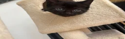 Mixed Breed cats for sale: Ragdoll mix kittens ready 17/8 in Stoke-on-Trent - Advert 11